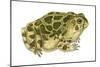 Great Plains Toad (Bufo Cognatus), Amphibians-Encyclopaedia Britannica-Mounted Poster