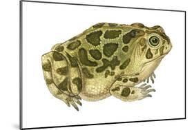 Great Plains Toad (Bufo Cognatus), Amphibians-Encyclopaedia Britannica-Mounted Poster
