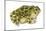 Great Plains Toad (Bufo Cognatus), Amphibians-Encyclopaedia Britannica-Mounted Poster