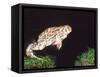 Great Plains Toad Jumping, Native to Western USA-David Northcott-Framed Stretched Canvas