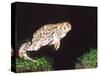 Great Plains Toad Jumping, Native to Western USA-David Northcott-Stretched Canvas