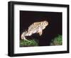 Great Plains Toad Jumping, Native to Western USA-David Northcott-Framed Photographic Print