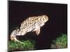 Great Plains Toad Jumping, Native to Western USA-David Northcott-Mounted Photographic Print