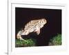 Great Plains Toad Jumping, Native to Western USA-David Northcott-Framed Photographic Print