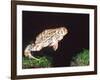 Great Plains Toad Jumping, Native to Western USA-David Northcott-Framed Photographic Print