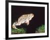 Great Plains Toad Jumping, Native to Western USA-David Northcott-Framed Photographic Print