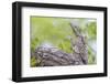 Great potoo female with young resting on a branch, Pantanal, Mato Grosso, Brazil.-Sylvain Cordier-Framed Photographic Print