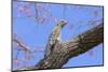 Great Potoo (Nyctibius Grandis) Perched And Camouflaged On A Pink Ipe Tree (Tabebuia Ipe)Pantanal-Luiz Claudio Marigo-Mounted Photographic Print