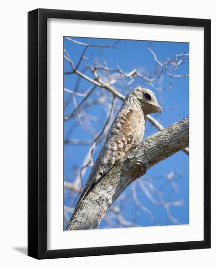 Great Potoo (Nyctibius Grandis) Perched, Pantanal Brazil-Wim van den Heever-Framed Photographic Print