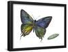 Great Purple Hairstreak Butterfly and Pupae (Atlides Halesus), Insects-Encyclopaedia Britannica-Framed Poster