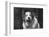 Great Pyrenees at the park.-Zandria Muench Beraldo-Framed Photographic Print