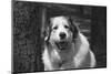 Great Pyrenees at the park.-Zandria Muench Beraldo-Mounted Photographic Print