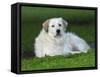 Great Pyrenees or Pyrenean Mountain Dog-Maresa Pryor-Framed Stretched Canvas