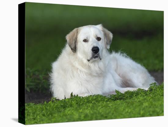 Great Pyrenees or Pyrenean Mountain Dog-Maresa Pryor-Stretched Canvas