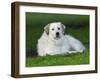 Great Pyrenees or Pyrenean Mountain Dog-Maresa Pryor-Framed Photographic Print