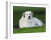 Great Pyrenees or Pyrenean Mountain Dog-Maresa Pryor-Framed Photographic Print