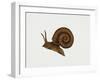 Great Ramshorn Snail (Planorbis Corneus), Planorbidae. Artwork by Rebecca Hardy-null-Framed Giclee Print