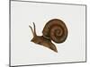 Great Ramshorn Snail (Planorbis Corneus), Planorbidae. Artwork by Rebecca Hardy-null-Mounted Giclee Print