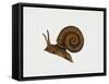 Great Ramshorn Snail (Planorbis Corneus), Planorbidae. Artwork by Rebecca Hardy-null-Framed Stretched Canvas