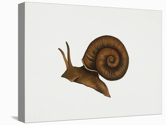 Great Ramshorn Snail (Planorbis Corneus), Planorbidae. Artwork by Rebecca Hardy-null-Stretched Canvas