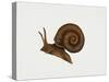 Great Ramshorn Snail (Planorbis Corneus), Planorbidae. Artwork by Rebecca Hardy-null-Stretched Canvas