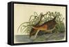 Great Red Breasted Rail or Frash Water Marsh Hen-John James Audubon-Framed Stretched Canvas