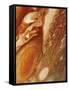 Great Red Spot on Jupiter, 1979-null-Framed Stretched Canvas