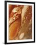 Great Red Spot on Jupiter, 1979-null-Framed Giclee Print