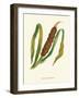 'Great Reedmace', c1891, (1891)-Anne Pratt-Framed Giclee Print