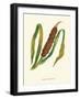 'Great Reedmace', c1891, (1891)-Anne Pratt-Framed Giclee Print