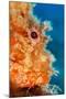 Great rockfish portrait, Costa Amalfitana, Italy, Tyrrhenian Sea-Franco Banfi-Mounted Photographic Print