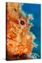 Great rockfish portrait, Costa Amalfitana, Italy, Tyrrhenian Sea-Franco Banfi-Stretched Canvas