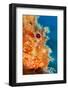 Great rockfish portrait, Costa Amalfitana, Italy, Tyrrhenian Sea-Franco Banfi-Framed Photographic Print