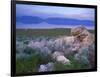 Great Salt Lake and the Wasatch Range, from Antelope Island State Park, Utah, USA-Jerry & Marcy Monkman-Framed Photographic Print