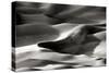 Great Sand Dunes I BW-Douglas Taylor-Stretched Canvas