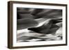 Great Sand Dunes I BW-Douglas Taylor-Framed Photographic Print