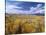 Great Sand Dunes National Monument-Guido Cozzi-Stretched Canvas