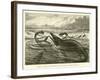 Great Sea-Reptiles of the Jurassic Period, Restored-null-Framed Giclee Print