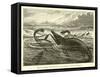 Great Sea-Reptiles of the Jurassic Period, Restored-null-Framed Stretched Canvas