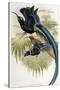 Great Sicklebilled Bird of Paradise-null-Stretched Canvas