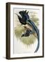 Great Sicklebilled Bird of Paradise-null-Framed Giclee Print