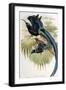 Great Sicklebilled Bird of Paradise-null-Framed Giclee Print
