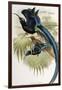 Great Sicklebilled Bird of Paradise-null-Framed Giclee Print