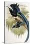 Great Sicklebilled Bird of Paradise-null-Stretched Canvas