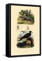 Great Skua, 1833-39-null-Framed Stretched Canvas