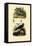 Great Skua, 1833-39-null-Framed Stretched Canvas