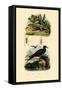 Great Skua, 1833-39-null-Framed Stretched Canvas