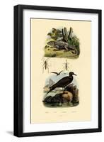 Great Skua, 1833-39-null-Framed Giclee Print