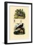 Great Skua, 1833-39-null-Framed Giclee Print