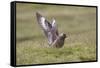 Great Skua (Stercorarius Skua) Displaying, Shetland Isles, Scotland, UK, July-Peter Cairns-Framed Stretched Canvas